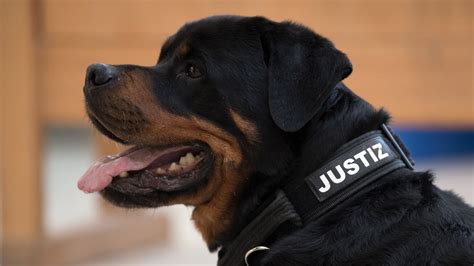 rottweiler rolex jva köln|Rottweiler im Knast Wie Spürhunde Drogen erschnüffeln .